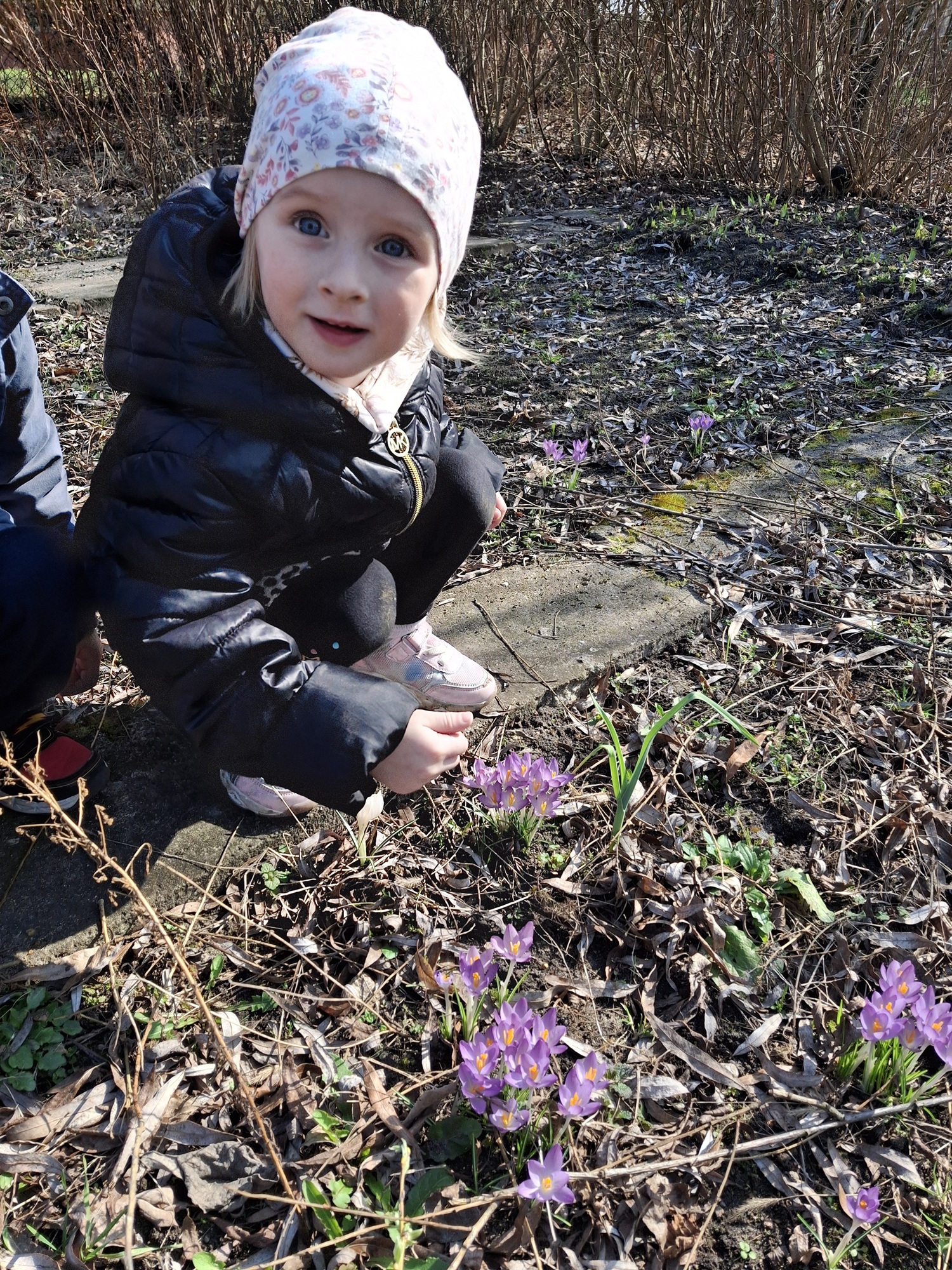 Dziecko kucnęło by dokładnie obejrzeć wiosenne kwiaty w naszym ogrodzie.