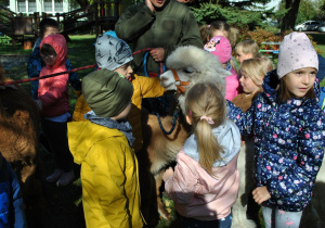 Dzieci oglądają przyjazne alpaki i pozują do wspólnych zdjęć.