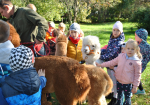 Dzieci oglądają przyjazne alpaki i pozują do wspólnych zdjęć.