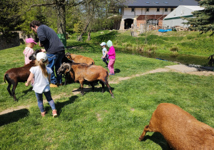 Dzieci w trakcie karmienia stada owiec. Dzieci swobodnie karmią owce ziarnami owsa prosto z ręki. Ujęcie 1.