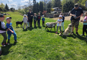 Dzieci w trakcie karmienia stada owiec. Dzieci swobodnie karmią owce ziarnami owsa prosto z ręki. Ujęcie 2.