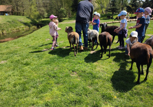 Dzieci w trakcie karmienia stada owiec. Dzieci swobodnie karmią owce ziarnami owsa prosto z ręki. Ujęcie 3.