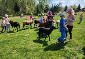 Dzieci w trakcie karmienia stada owiec. Dzieci swobodnie karmią owce ziarnami owsa prosto z ręki. Ujęcie 4.