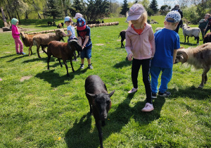Dzieci w trakcie karmienia stada owiec. Dzieci swobodnie karmią owce ziarnami owsa prosto z ręki. Ujęcie 5.