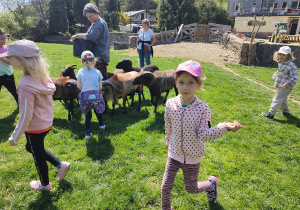 Dzieci w trakcie karmienia stada owiec. Dzieci swobodnie karmią owce ziarnami owsa prosto z ręki. Ujęcie 6.
