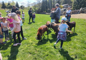 Dzieci w trakcie karmienia stada owiec. Dzieci swobodnie karmią owce ziarnami owsa prosto z ręki. Ujęcie 7.