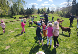 Dzieci w trakcie karmienia stada owiec. Dzieci swobodnie karmią owce ziarnami owsa prosto z ręki. Ujęcie 8.