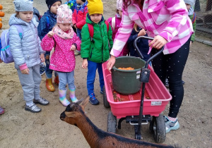 Kózki spacerują pomiędzy dziećmi. Przewodniczka opowiada o zwierzetach.