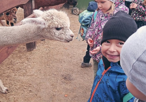Dzieci uśmiechają się stojąc przed wybiegiem dla alpak.