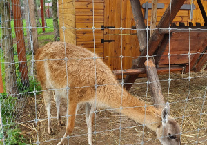 Lama w swojej zagrodzie.