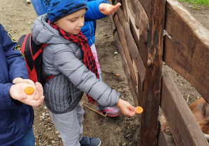 Dzieci wyciągają do zwierząt soje rączki, na których leżą kawałki marchewek.