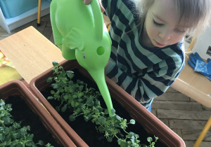Dziecko podlewa rośliny kiełkujące w doniczce. Ujęcie 1