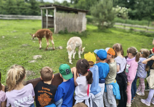 Zabawy i zajęcia w Michałówce. Dzieci przyglądają się alpakom skubiącym trawę na wybiegu. Grupy 2 i 4